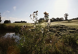 Langesø Golf | Golf på Fyn