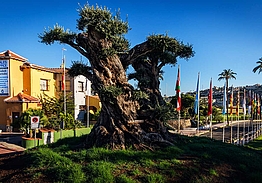 La Marquesa Golf | Golf i Alicante