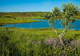 NAU Morgado Golf & Country Club | Álamos Golf Course