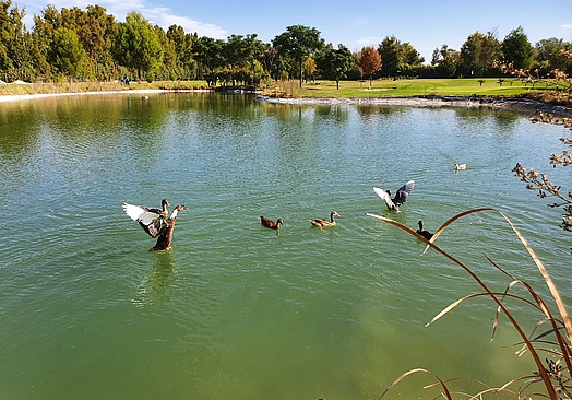 Club de Golf Aranjuez | Golf i Madrid