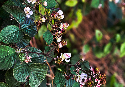 Hotel Faaborg Fjord Spa & Konference