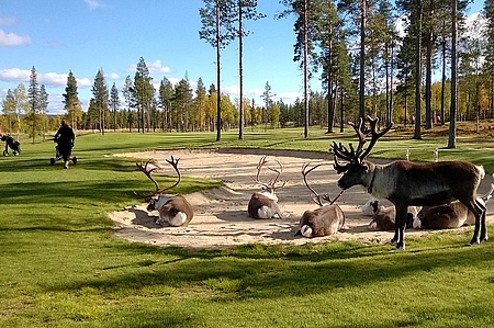 Golf i Finland