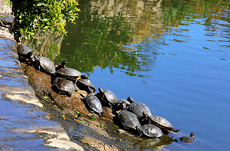 Det vrimler med Galapagos-spildpadder i alle søerne på Torrequebrada.