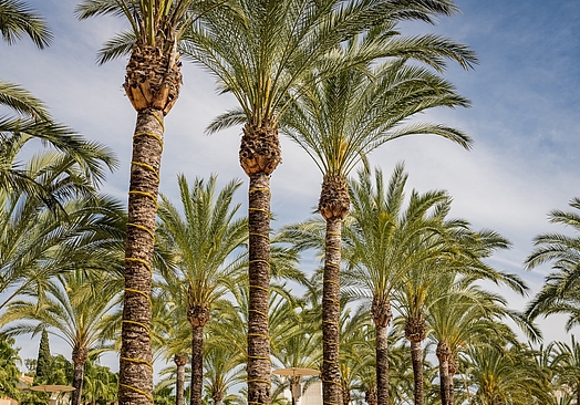 Alanda Marbella Hotel