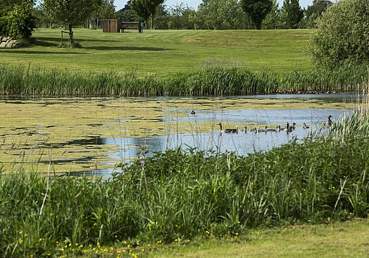 Halsted Kloster Golfklub