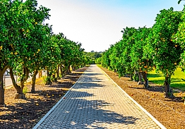 Quinta do Lago Resort | Laranjal Course