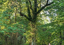 Rø Golfbaner | Golf på Bornholm
