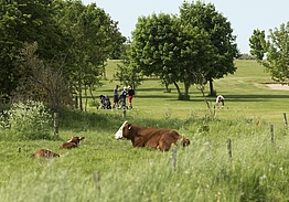 Halsted Kloster Golfklub