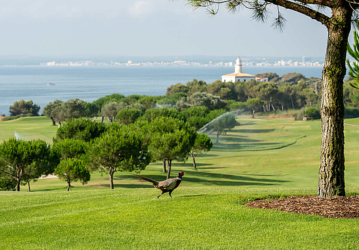 Alcanada Golf Club | Golf på Mallorca