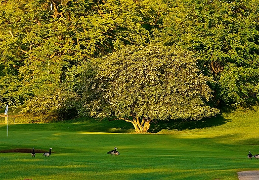 Bokskogens Golfklubb