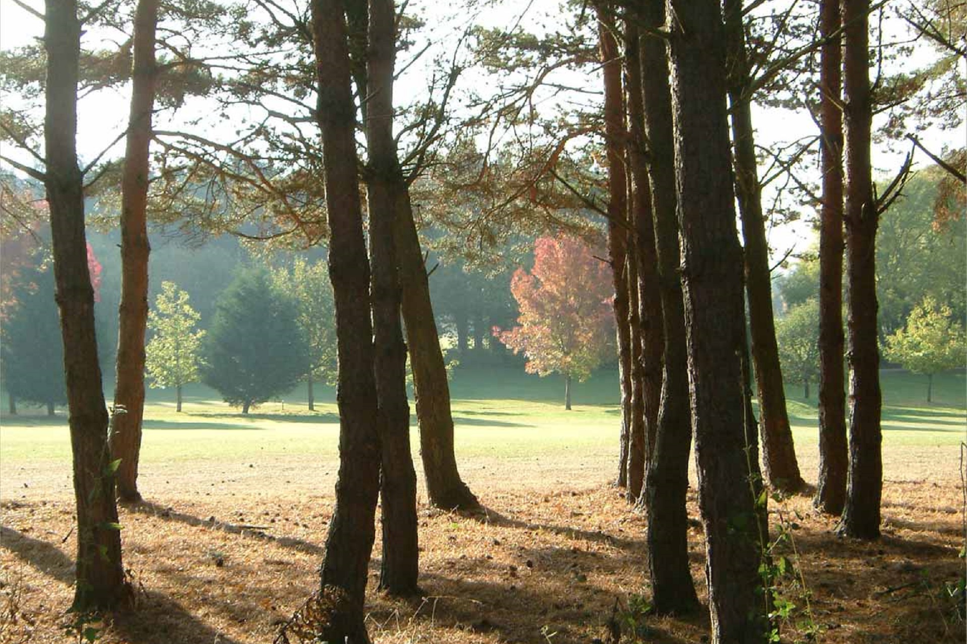 The Bell Inn and Bramshaw Golf Resort
