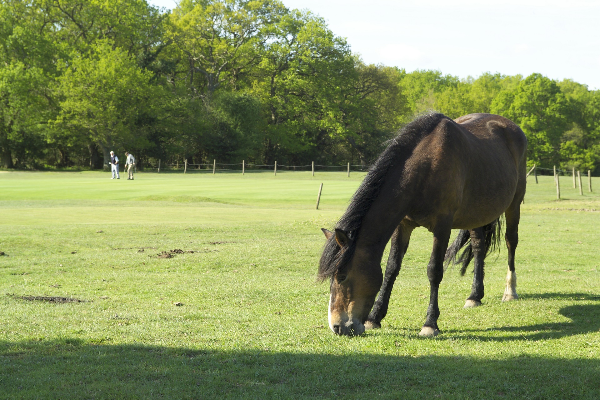 The Bell Inn and Bramshaw Golf Resort