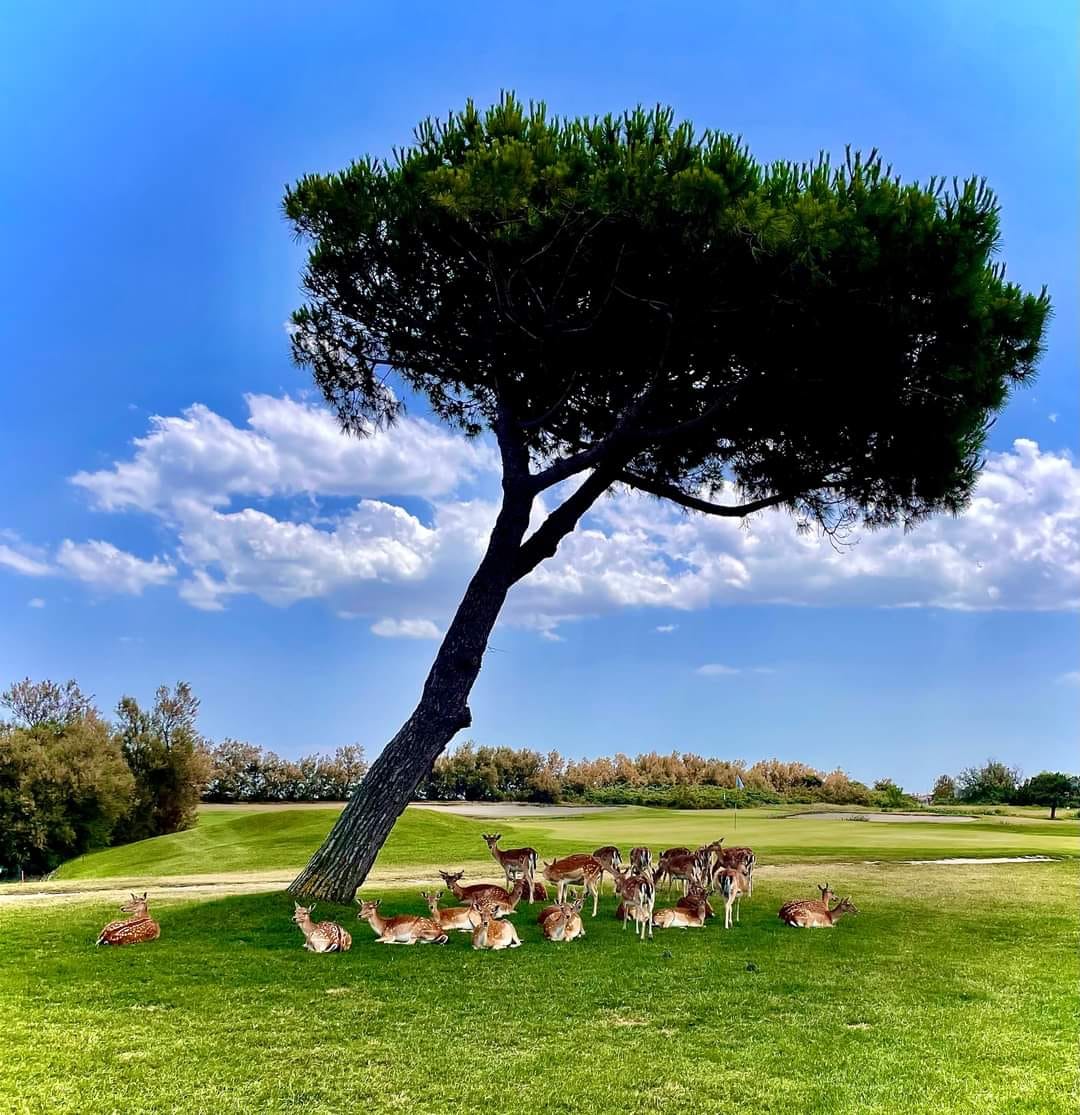 Albarella Golf Links