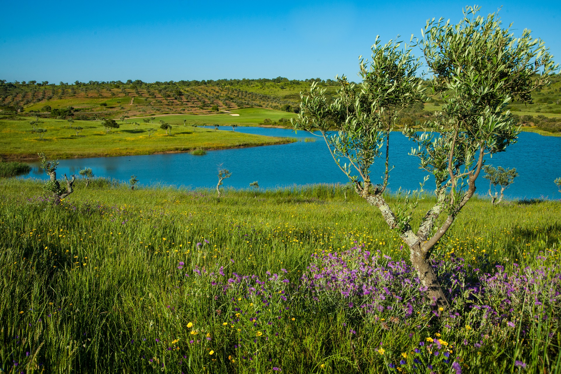NAU Morgado Golf & Country Club | Álamos Golf Course
