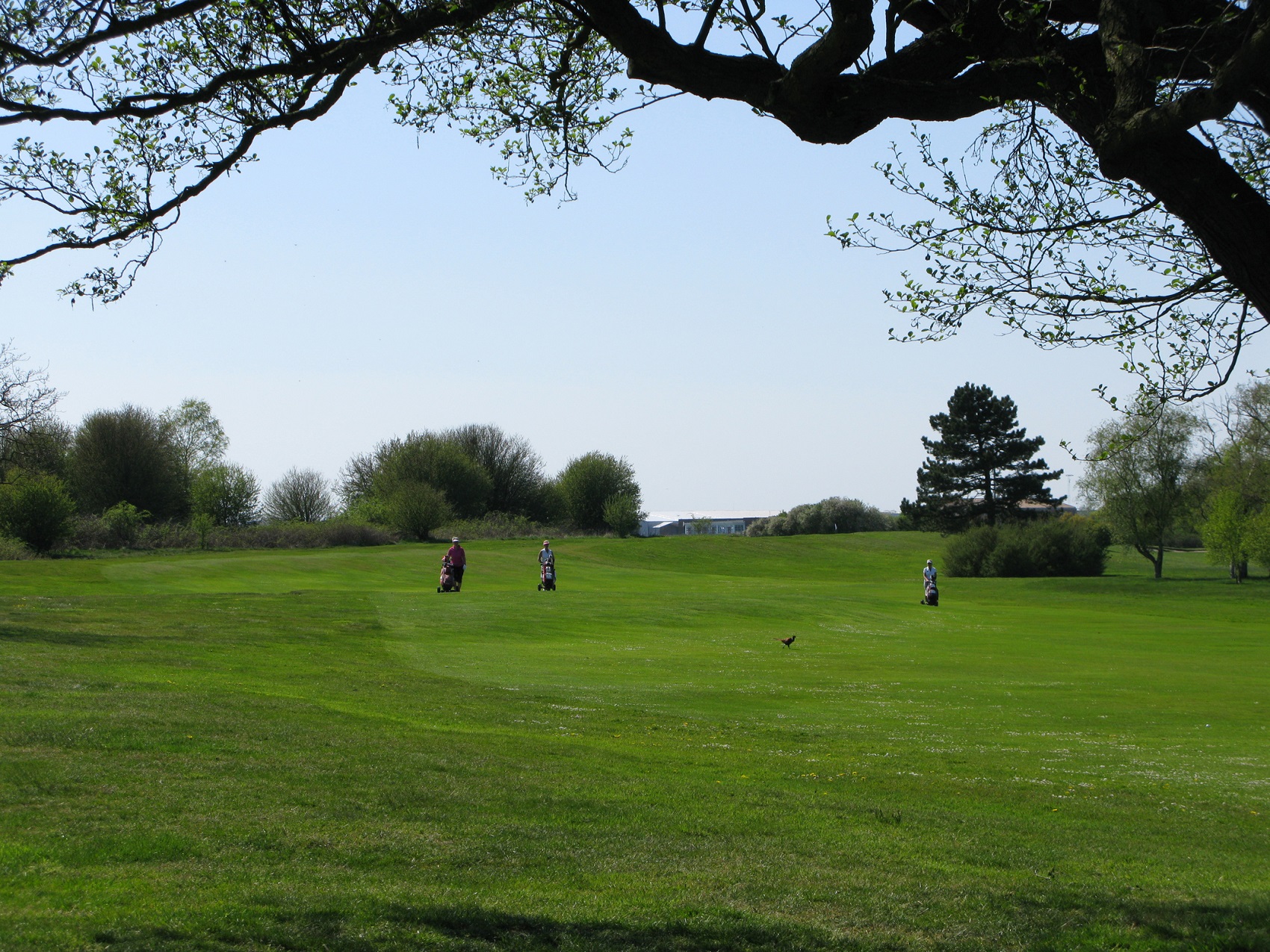 Mangler personificering Hop ind Sct. Knuds Golfklub
