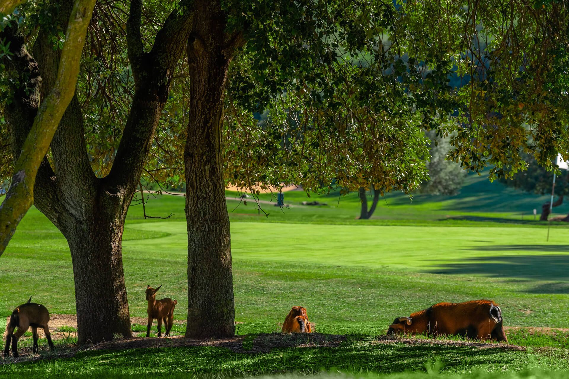 Golf Son Termes | Golf på Mallorca