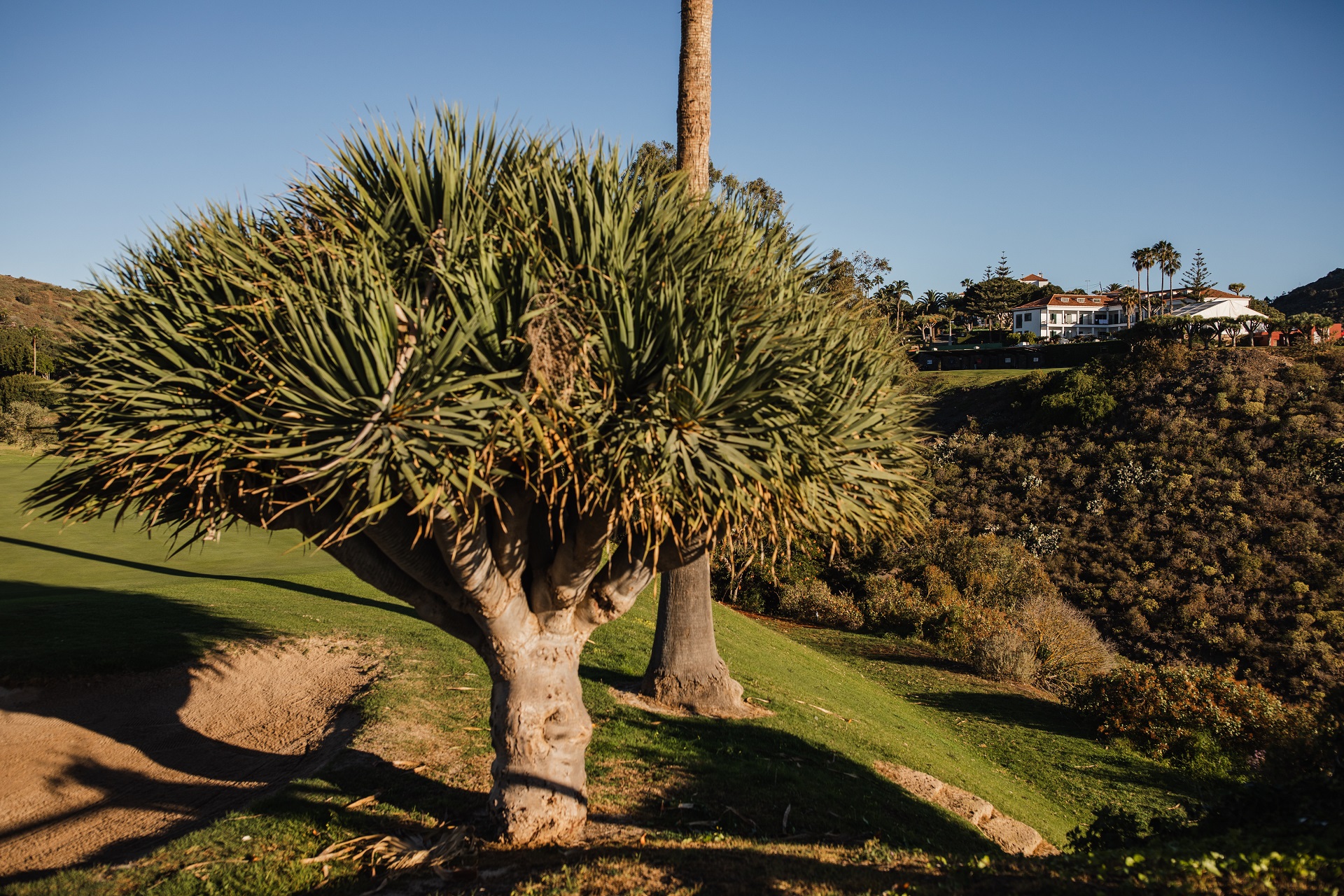 Real Club de Golf de Las Palmas | Golf på Gran Canaria